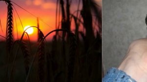 ПЛАЧЬ ПЕРЕПЁЛКИ