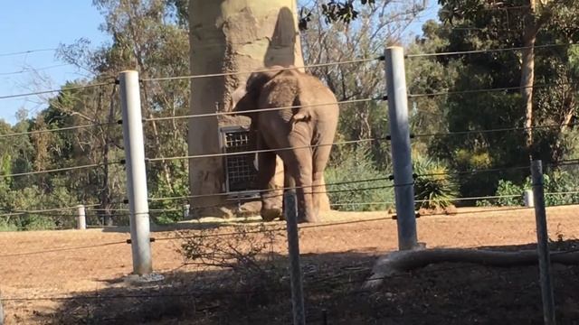 Зоопарк Сан-Диего. Музыкальный слон. смотреть онлайн