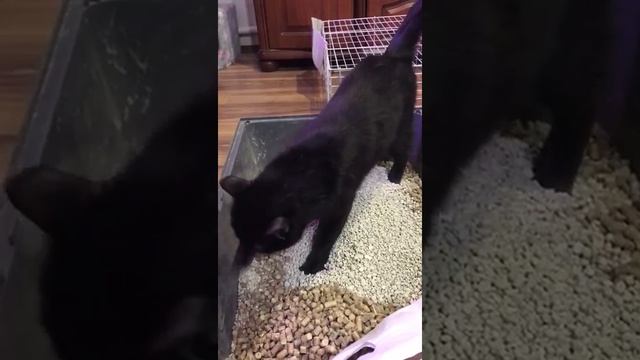 Чистыe лапки смотреть онлайн