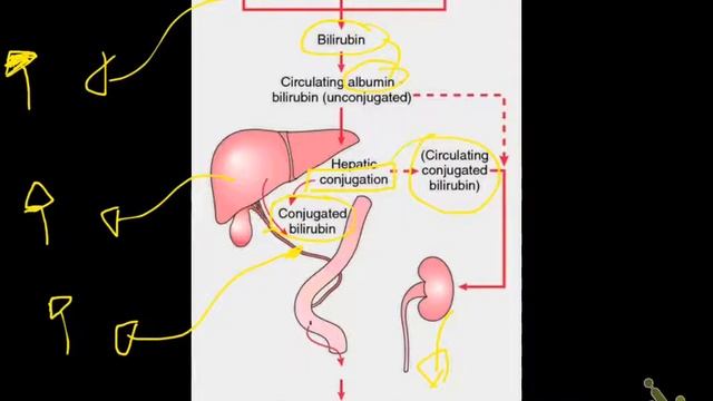 liver 8 (liver function and tests) смотреть онлайн