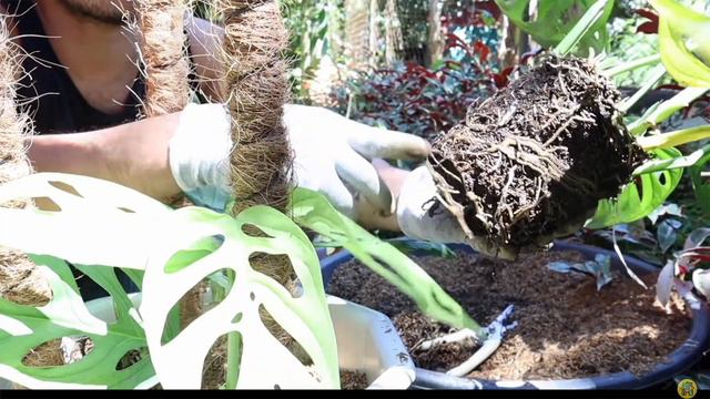 BIGGER AND HEALTHIER LEAVES FOR MONSTERA ADANSONII! смотреть онлайн