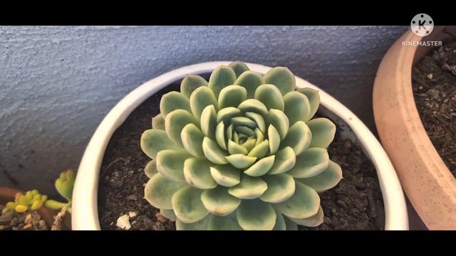 Succulent Garden Tour: June 2022 / Winter / Queensland / Australia смотреть онлайн