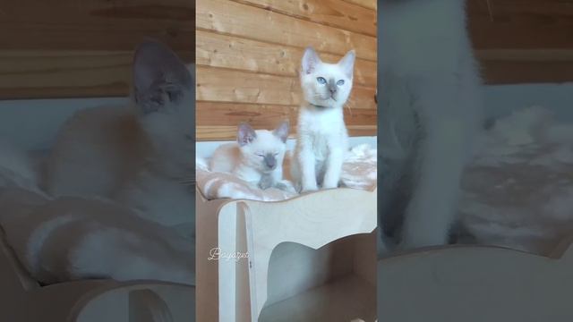 Тайский котёнок смотреть онлайн