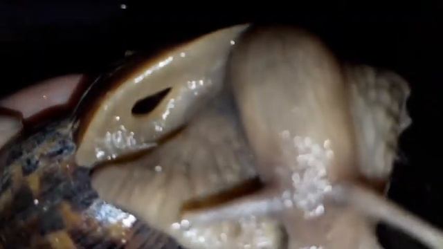 Как узнать, что улитка беременна? Тест на беременность улитке? Как узнать, что скоро будет кладка? смотреть онлайн