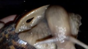 Как узнать, что улитка беременна? Тест на беременность улитке? Как узнать, что скоро будет кладка?