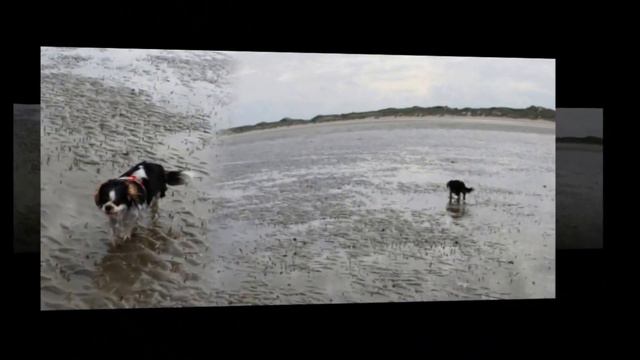 Mavie : Cavalier King Charles en vacances à Fort Mahon Plage. смотреть онлайн