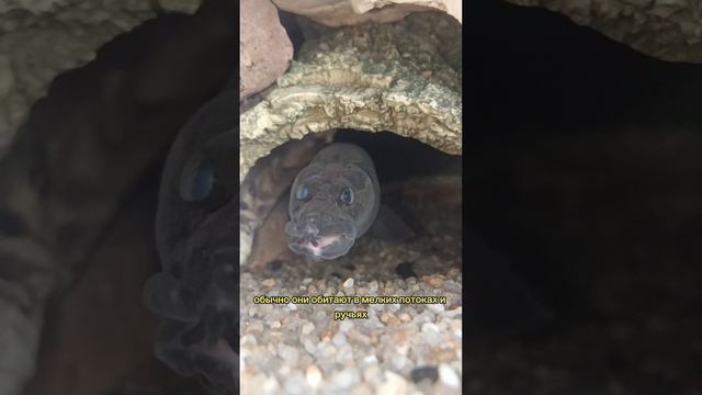 немного о Мастоцембелах. смотреть онлайн