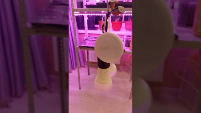 Попросила мужа сделать подсветку для рассады🤣🤣 смотреть онлайн