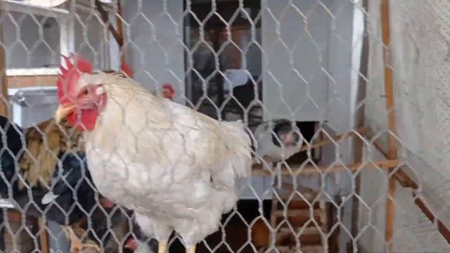 Петухи запели, значит скоро курочки занесутся!!! смотреть онлайн
