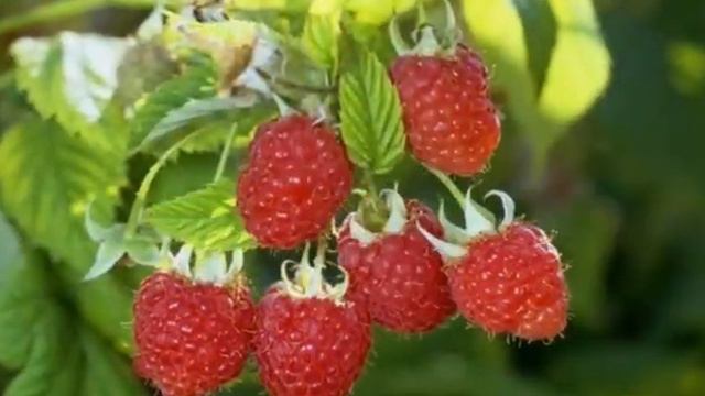 С добрым утром всех эта малина и клубника вкусная!!!! смотреть онлайн