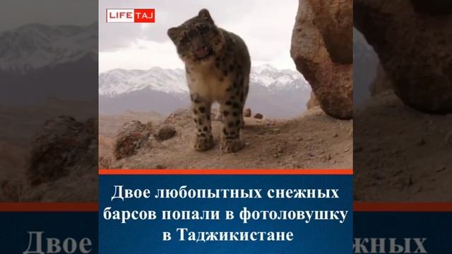 В ГОРАХ ТАДЖИКИСТАНЕ НАШЛИ ТИГРЫ //ДАР ТОЧИКИСТОН ПАЛАНГ ЁФТАН!!! смотреть онлайн
