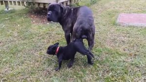 Amazing Big dog try mating small Dog at Garden || Funny Dog meeting and mating