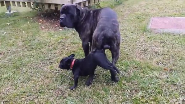 Amazing Big dog try mating small Dog at Garden || Funny Dog meeting and mating
