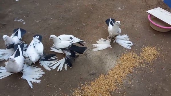 Тебризские голуби "Пар-Парли" | کبوترهای تبریز | Tabriz Pigeons | حمام تبريز