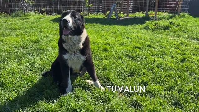Alabai puppy USA смотреть онлайн