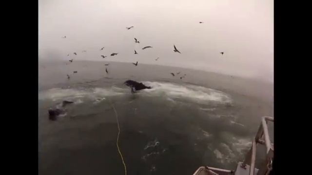 Киты едва не проглотили двух дайверов в Калифорнии смотреть онлайн