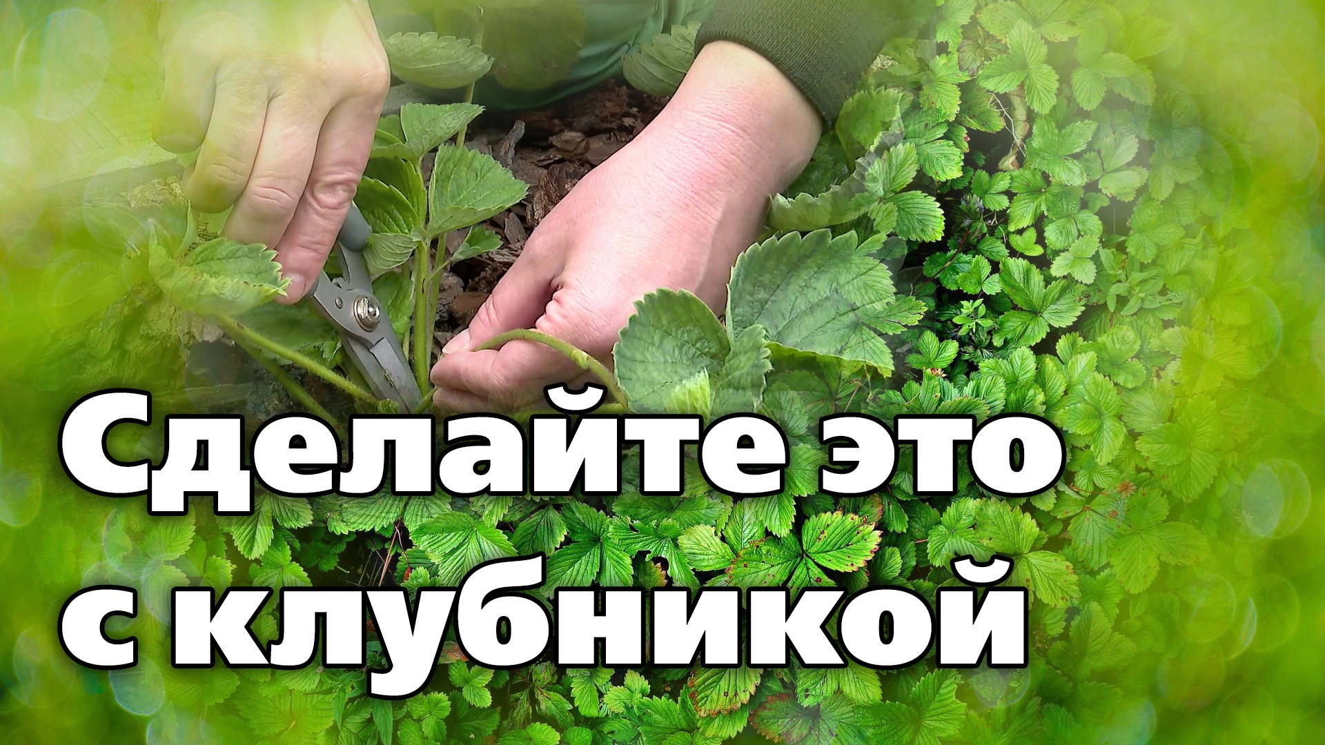 УХОД ЗА КЛУБНИКОЙ ПОСЛЕ УРОЖАЯ Самые важные операции.mp4 смотреть онлайн