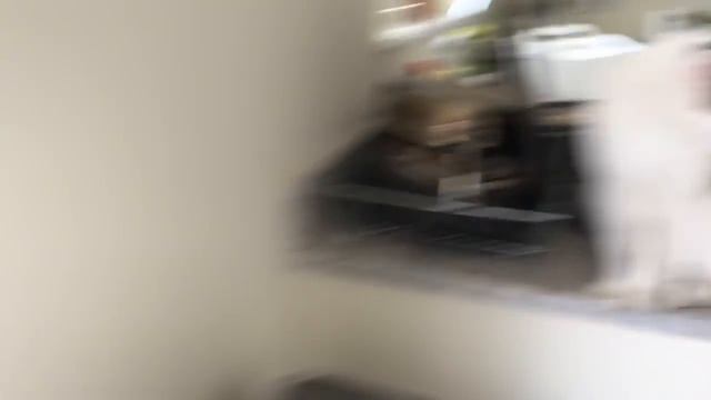 WE GOT A PUPPY! смотреть онлайн