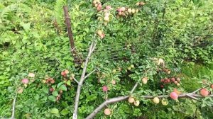 Алыча Кубанская комета в моём  Подмосковном саду.