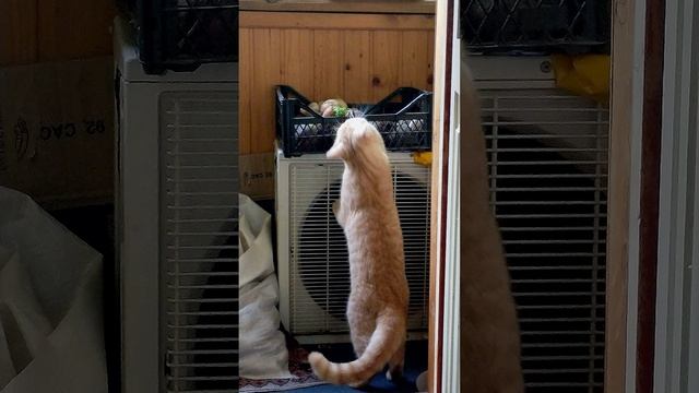 Котик играет со свеклой. смотреть онлайн