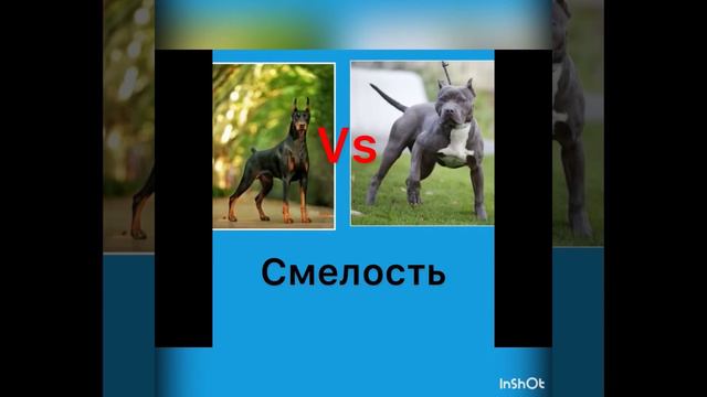 Доберман VS питбуль смотреть онлайн