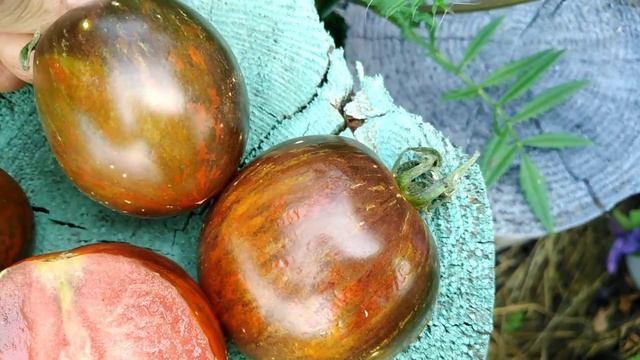 Томат КОСМИЧЕСКОЕ ЗАТМЕНИЕ.Селекция Бреда Гейтса.Экзотика,антоциан,коллекционный сорт. смотреть онлайн