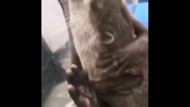 Две милые выдры няшются на протяжении 9 секунд смотреть онлайн