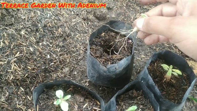 KYA ADENIUM KI SEEDLINGS AUGUST ME REPOT KER SAKTE HAI ? Adenium Care & Fertilizer !! смотреть онлайн