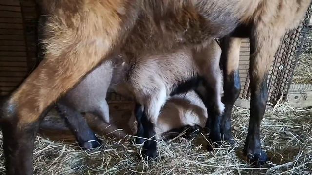 попробовали 5 Л козе оставить молозиво смотреть онлайн