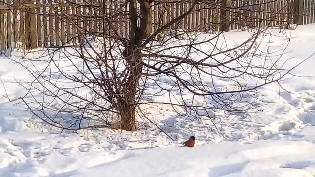 НАБЛЮДЕНИЯ НАТУРАЛИСТА 01. 02. 2020 г. Погода в Нижнеудинске.