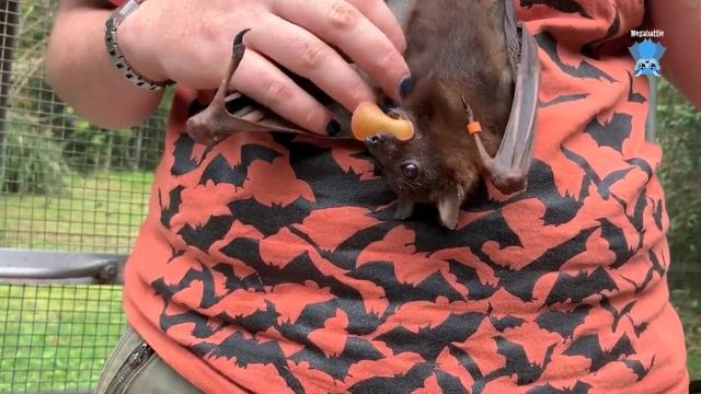 Little Red Flying-Fox baby gets tickles: this is Bea смотреть онлайн
