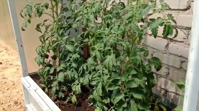 Как лучше выращивать огурцы томаты ЛОЖЬ О КИСЛОЙ ПОЧВЕ! смотреть онлайн