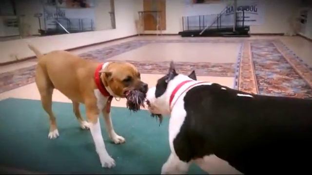 Лаки и Джеки Видео смотреть онлайн