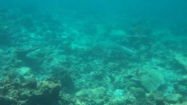 Bandos reef смотреть онлайн