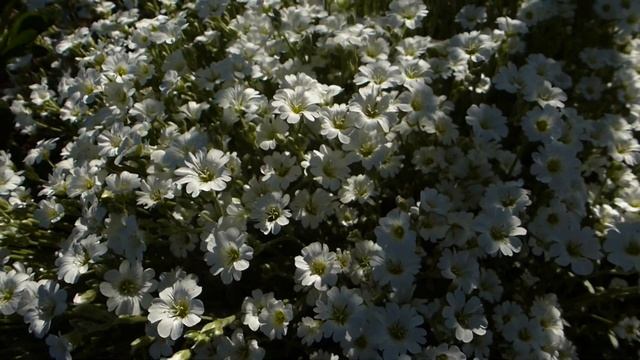 Почвопокровник ясколка войлочная.