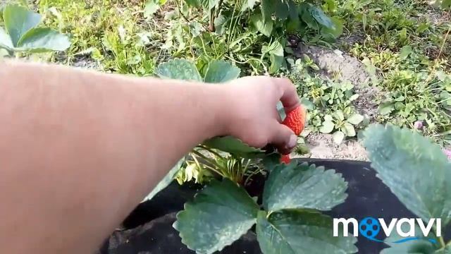 Нейтралы против обычной клубники. Сравнение сортов клубники. ЛИНОСА, Капри, САН АНДРЕАС, мурано, СП смотреть онлайн