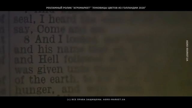 Луковицы цветов неземной красоты из Голландии [#тайнокод на скидку внутри видео] Агромаркет