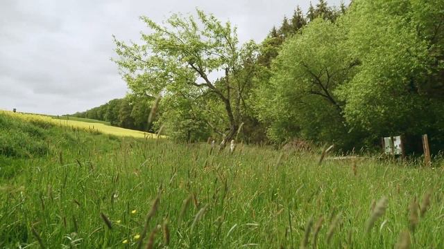 Streuobstwiese aus Leidenschaft mit Edelbrand-Sommelière Franziska Bischof | Erlebe.Bayern смотреть онлайн