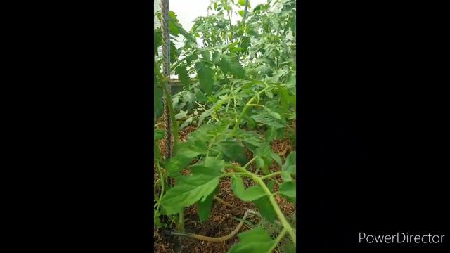 Пасынкование томатов смотреть онлайн