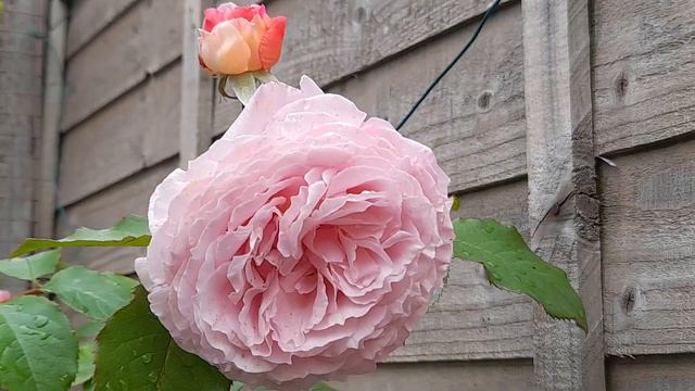 David Austin Rose James Galway Update смотреть онлайн