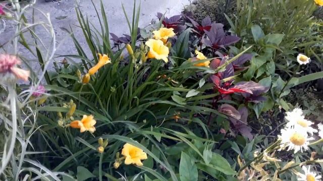 Утро на даче. Любимые цветы. смотреть онлайн