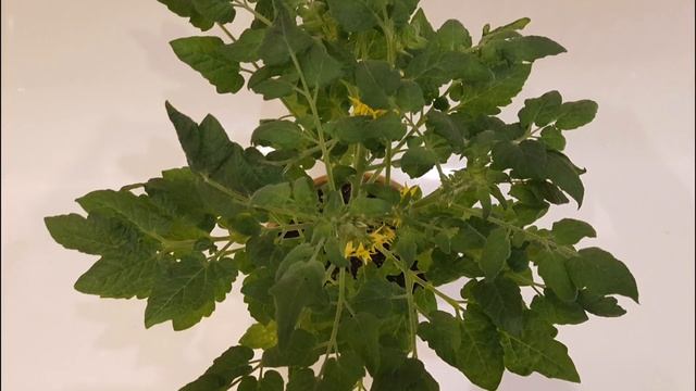 Томат "Балконное чудо" смотреть онлайн