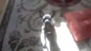 Той терьер лай