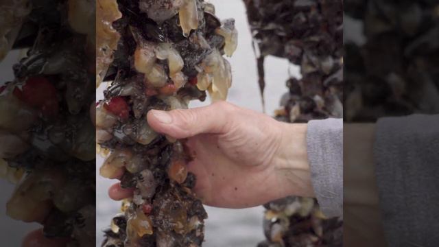 Tastemade Travel - Killary Fjord Shellfish смотреть онлайн