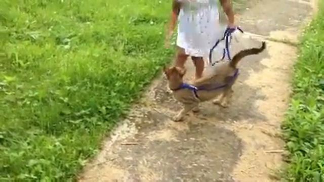 Caracal Hybrid Kitten
