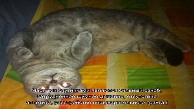 Кошка вялая, все время спит и мало ест: что делать смотреть онлайн