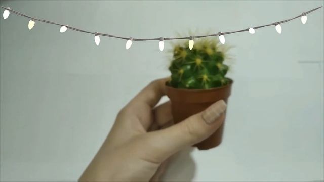 Моя коллекция кактусов смотреть онлайн