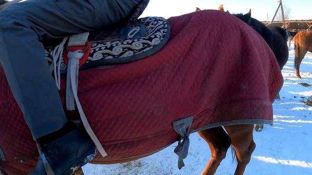 МЕРКІ МАЛ БАЗАРЫ 12.01.2023 ЖЫЛҚЫ БАҒАЛАРЫ / БАЗАР КЗ смотреть онлайн