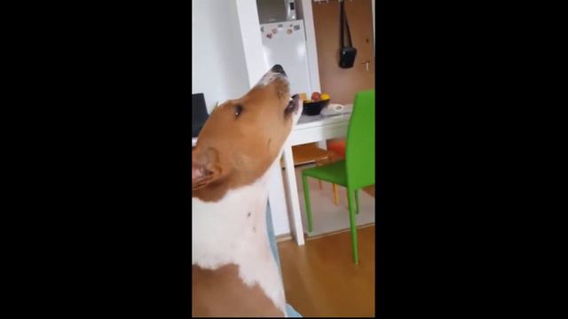 THOR likes very much mica maca - WAKANDA LEGEND Basenji смотреть онлайн