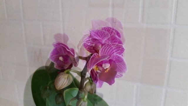 Mini Phalaenopsis in Bloom: July 2020 смотреть онлайн